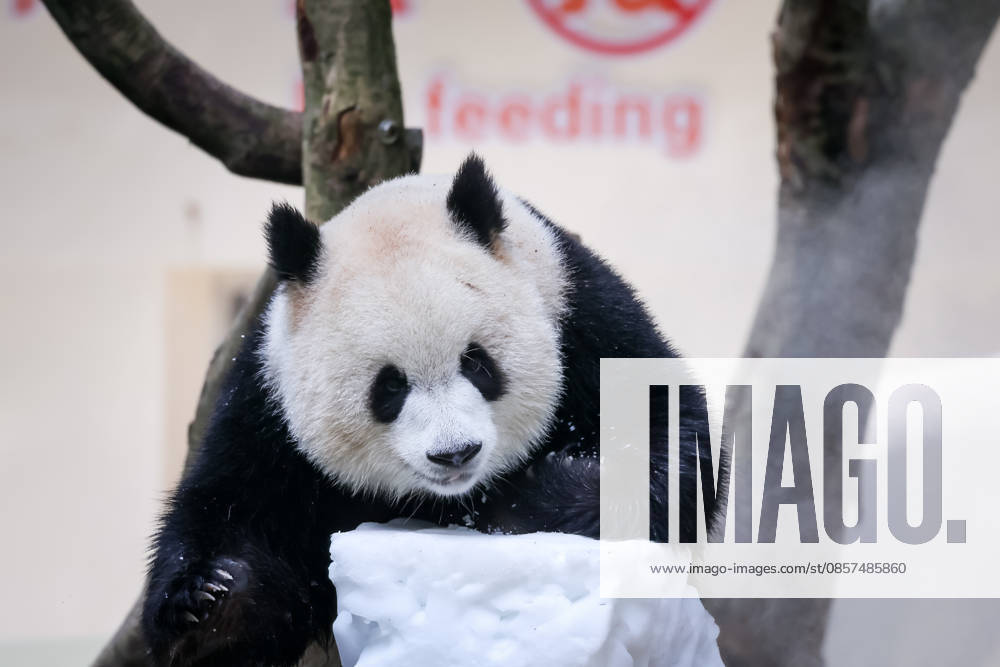 Giant panda Yu Ai plays with snow at Chongqing Zoo in summer on May 24, 2026 in Chongqing, China.