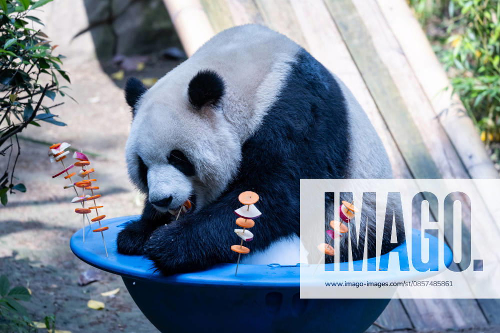 Giant panda Yu Ke enjoys fruit and vegetable skewers at Chongqing Zoo in summer on May 24, 2026 in Chongqing, China.