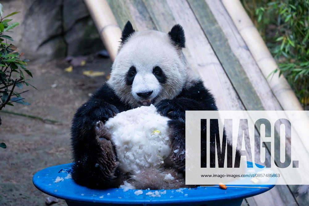 Giant panda Yu Ke plays with snow at Chongqing Zoo in summer on May 24, 2026 in Chongqing, China.