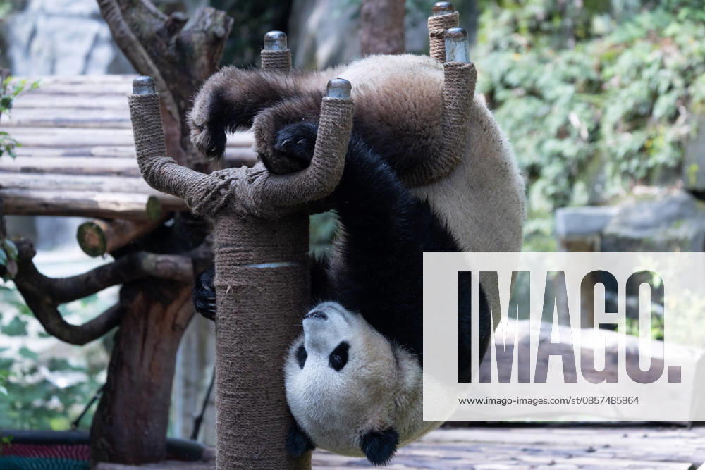 Giant panda Yu Ke hangs upside down at Chongqing Zoo in summer on May 24, 2026 in Chongqing, China.