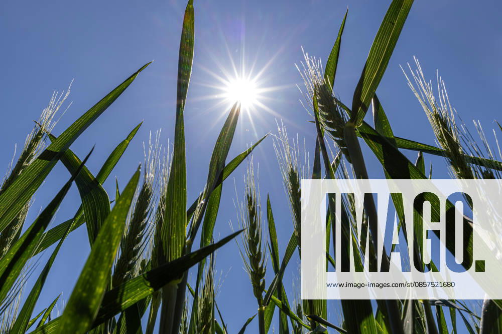 Summer sun The sun shines down from the blue sky on a cornfield near Frankfurt am Main The weather is expected to remain sunny and warm for the next few days Frankfurt am Main Hesse Germany 2026-05-25_sommer_sonne_hitze_02