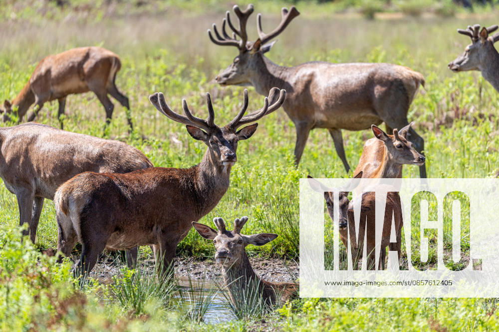 London, UK. Deer try to cooll off in a small water hole in Richmond Park, southwest London today as the hot weather continues this week. The Met Office has forecast temperatures to hit over 33c in London and the South East this week, with cooler weather by Thursday. London UK - ZUMAl94_ 20260526_zaf_l94_040
