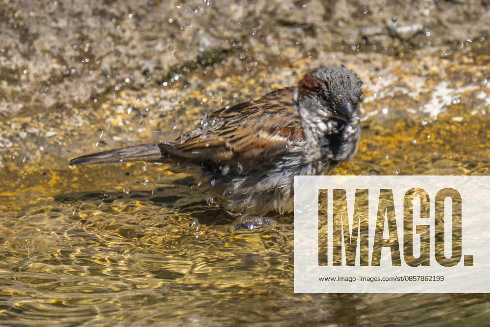A bathing house sparrow Passer domesticus in Berlin Friedrichsfelde