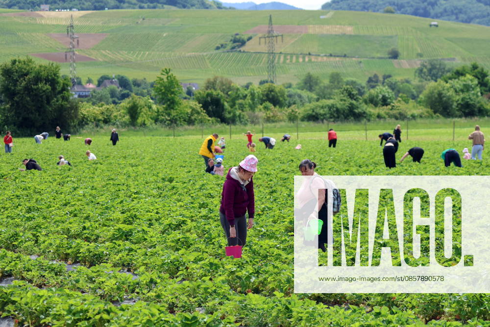 Themenbild - Obst und Gemüse Themenbild - Obst und Gemüse In Südbaden läuft derzeit die Erdbeerernte auf auf vollen Touren. Wie hier auf einem Feld vor den Toren von Freiburg im Breisgau pflückten die Menschen die Erdbeeren im saftigen grün der Erdbeersträuche selbst. (License=RM)