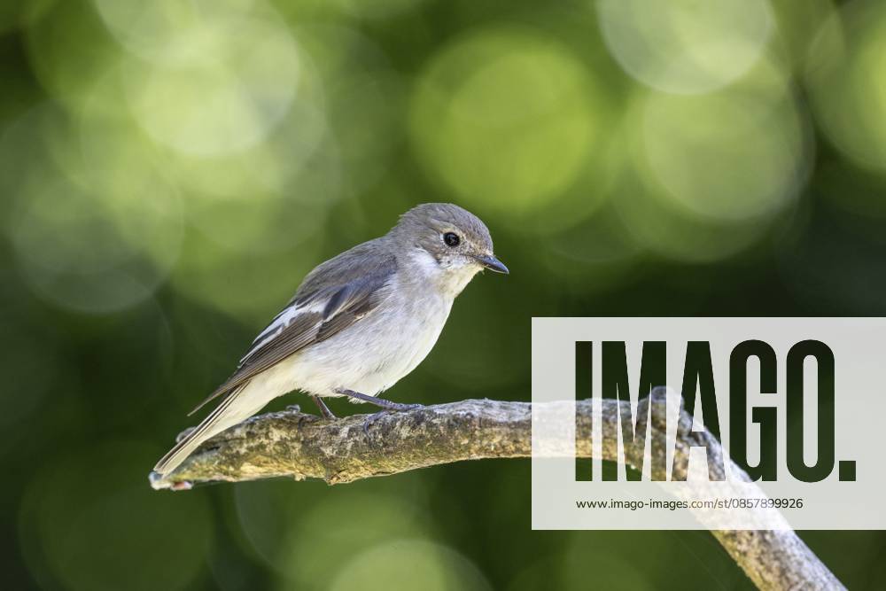 Trauerschnäpper (Ficedula hypoleuca), Emsland, Niedersachsen, Deutschland Pied Flycatcher (Ficedula hypoleuca), Emsland, Lower Saxony, Germany