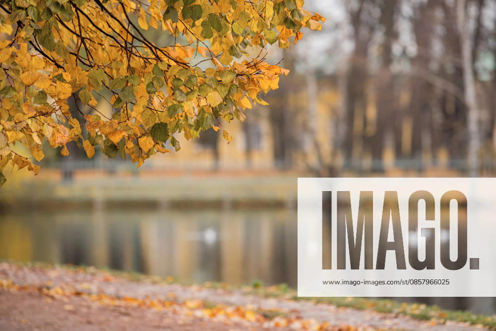 Ein Ast mit gelbem Laub eines alten Baumes vor dem Hintergrund eines Teiches in einem alten Stadtpark. branch with yellow foliage of an old tree against the background of a pond in an old city park. Quiet, soft, cloudy weather. (License=RF) ,model released, Symbolfoto