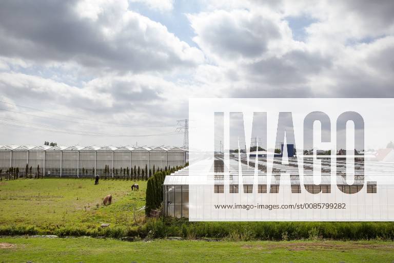 S Gravenzande Naaldwijk, Netherlands, August 19 2018 - Greenhouses in the greenhouse area near the village of s Gravenzande in the Westland. Photo: Paulien van de Loo Hollandse Hoogte