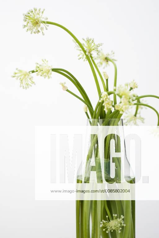 Garlic flowers, used as cooking ingredient