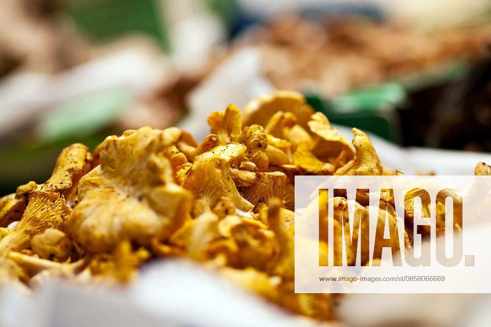 Chanterelles