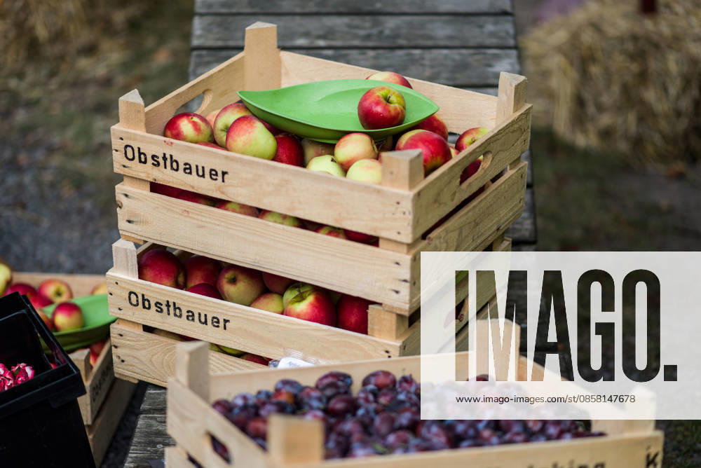IMAGO Creative, Jahreszeit Sommer, Food, Pflaume pflaumen,äpfel,obstbauer,pflaume,zwetschge,zwetschgen,apfel ** plums,apples,obstbauer,plum,apple 4yz-gi9
