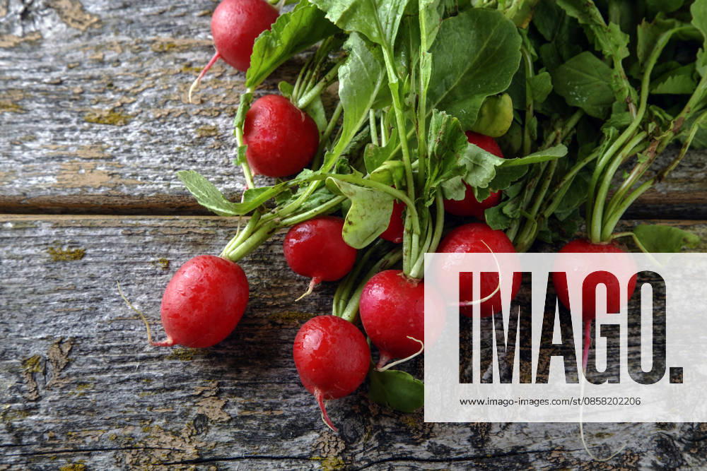 IMAGO Creative, Sommer, Food, Radieschen radieschen ** radish,radishs 647-frx