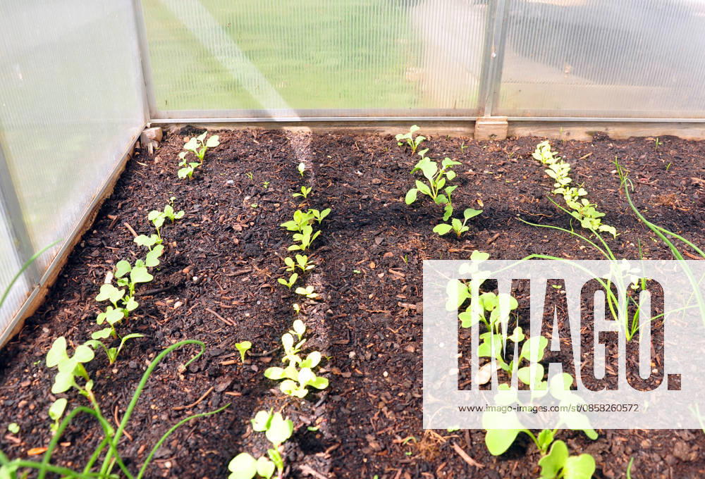 IMAGO Creative, Sommer, Food, Radieschen gewächshaus,gemüseanbau,gewächshäuser,treibhaus,treibhäuser,anbau,gemüsebau ** greenhouse,gardening,greenhouses,plant care,tending of plants ir6-gns