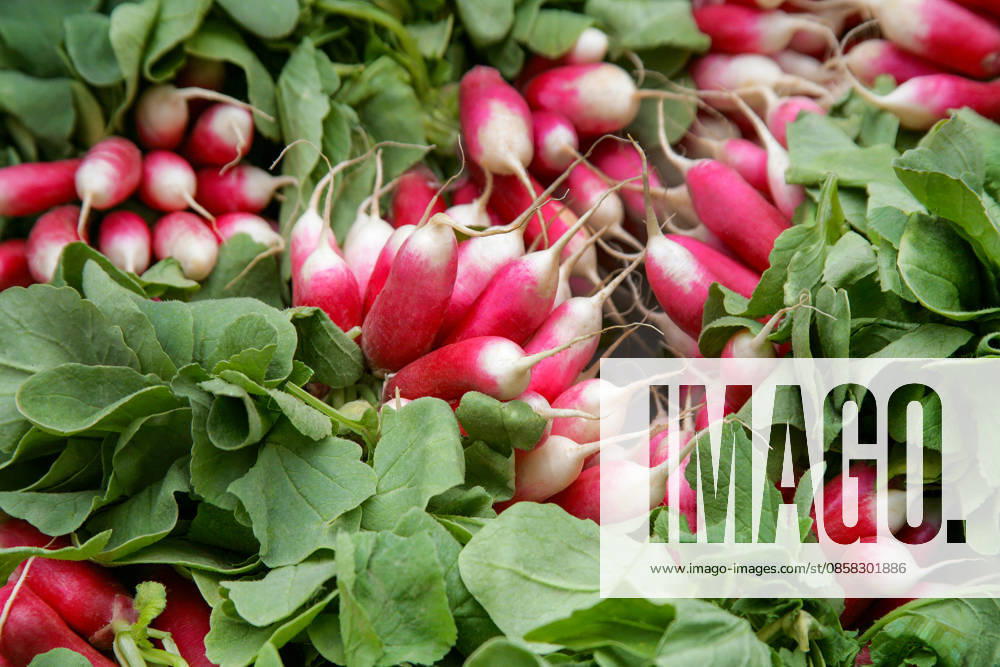 IMAGO Creative, Sommer, Food, Radieschen radieschen ** radish,radishs ktn-lap