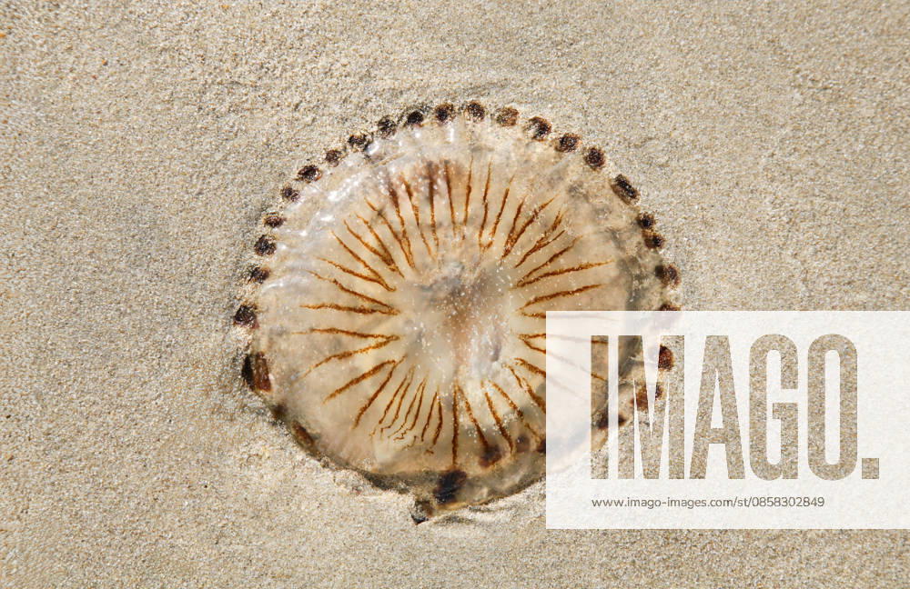 Kompassqualle,chrysaora hyoscella,qualle,quallen ** jellyfish,jellyfishs ktn-lfn