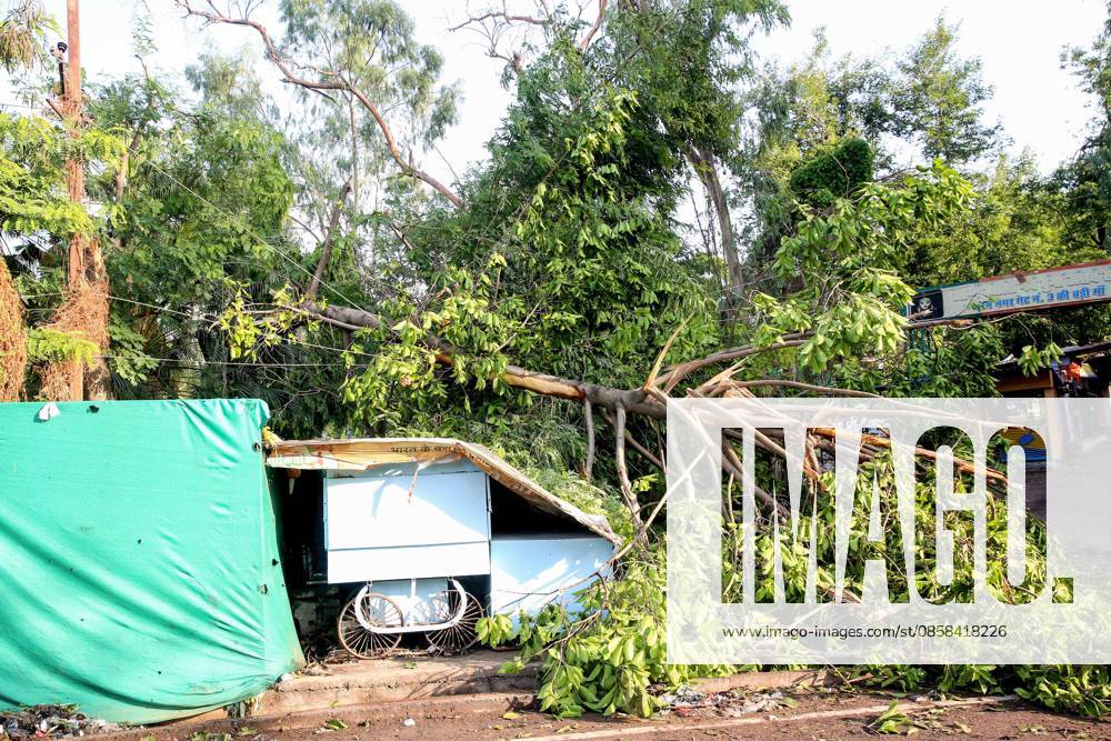 Heavy thunderstorms and pre-monsoon rains cause destruction in Bhopal Bhopal, Jun 05 (ANI): An uprooted tree falls down due to heavy thunderstorms and pre-monsoon rains, in Bhopal on Friday. Bhopal Madhya Pradesh India
