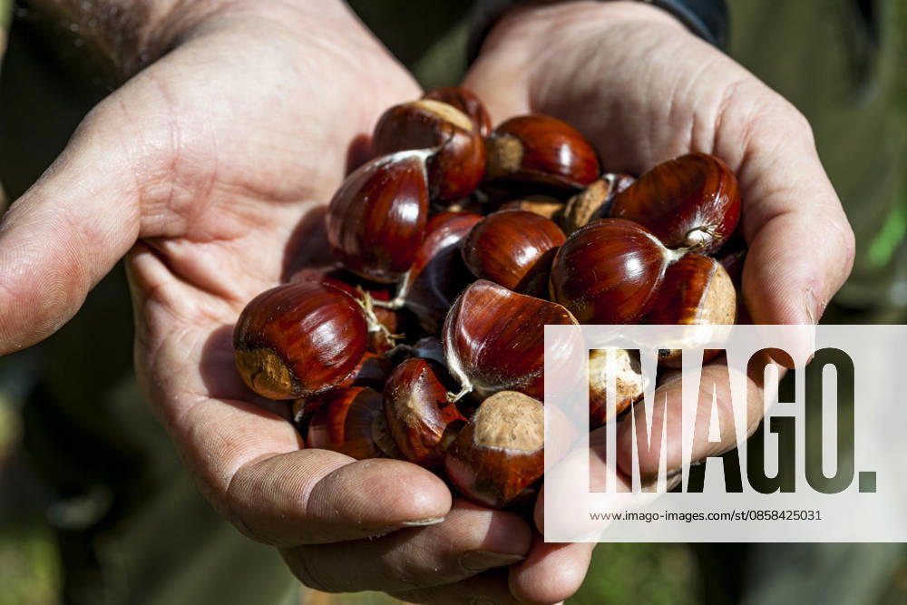 Hand holding fresh sweet chestnut on the Sentiero del Castagno, Lugano Tessin Schweiz Lugano EGBF01855