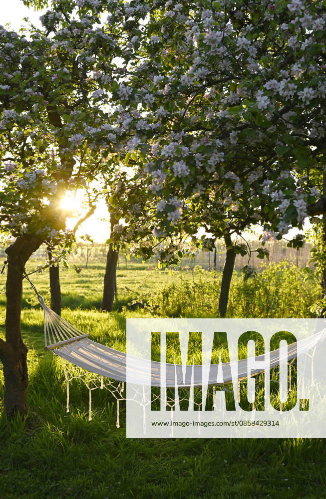 Empty hammock between blooming apple trees at sunset, Hamburg Hamburg Deutschland Altes Land GISF01334