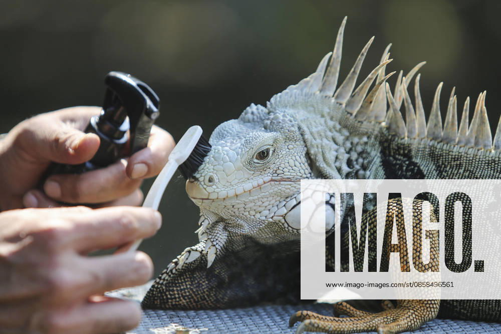 Iguana enthusiasts take part in reptile contest in Bogor BOGOR, INDONESIA - JUNE 6: A reptile enthusiast prepares an iguana for the Reptile Contest in Bogor, West Java, Indonesia, on June 6, 2026. The competition evaluated reptiles based on health, body proportions, color quality, and skin condition. Agoes Rudianto Anadolu Bogor Indonesia. Editorial use only. Please get in touch for any other usage.