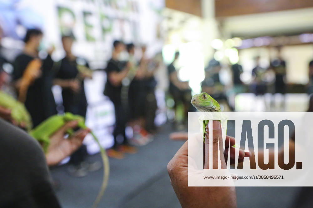 Iguana enthusiasts take part in reptile contest in Bogor BOGOR, INDONESIA - JUNE 6: Iguana enthusiasts participate in the Reptile Contest in Bogor, West Java, Indonesia, on June 6, 2026. The competition evaluated reptiles based on health, body proportions, color quality, and skin condition. Agoes Rudianto Anadolu Bogor Indonesia. Editorial use only. Please get in touch for any other usage.