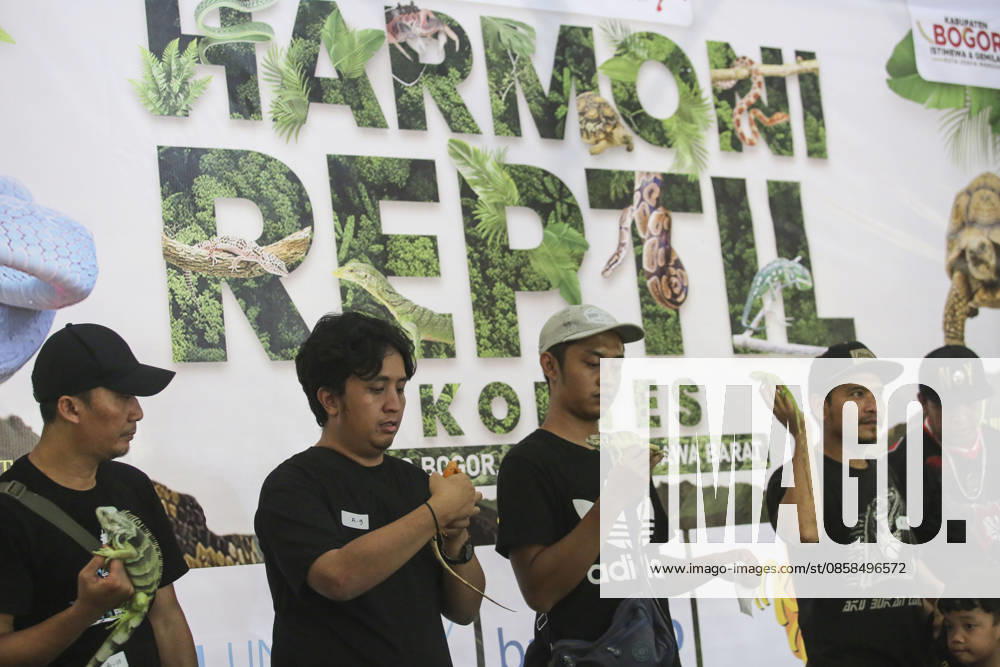 Iguana enthusiasts take part in reptile contest in Bogor BOGOR, INDONESIA - JUNE 6: Iguana enthusiasts participate in the Reptile Contest in Bogor, West Java, Indonesia, on June 6, 2026. The competition evaluated reptiles based on health, body proportions, color quality, and skin condition. Agoes Rudianto Anadolu Bogor Indonesia. Editorial use only. Please get in touch for any other usage.