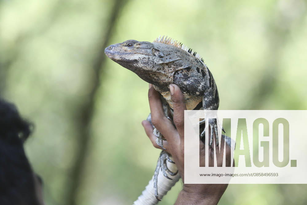 Iguana enthusiasts take part in reptile contest in Bogor BOGOR, INDONESIA - JUNE 6: A reptile enthusiast prepares an iguana for the Reptile Contest in Bogor, West Java, Indonesia, on June 6, 2026. The competition evaluated reptiles based on health, body proportions, color quality, and skin condition. Agoes Rudianto Anadolu Bogor Indonesia. Editorial use only. Please get in touch for any other usage.