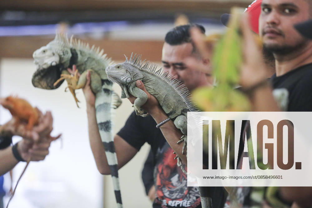 Iguana enthusiasts take part in reptile contest in Bogor BOGOR, INDONESIA - JUNE 6: Iguana enthusiasts participate in the Reptile Contest in Bogor, West Java, Indonesia, on June 6, 2026. The competition evaluated reptiles based on health, body proportions, color quality, and skin condition. Agoes Rudianto Anadolu Bogor Indonesia. Editorial use only. Please get in touch for any other usage.