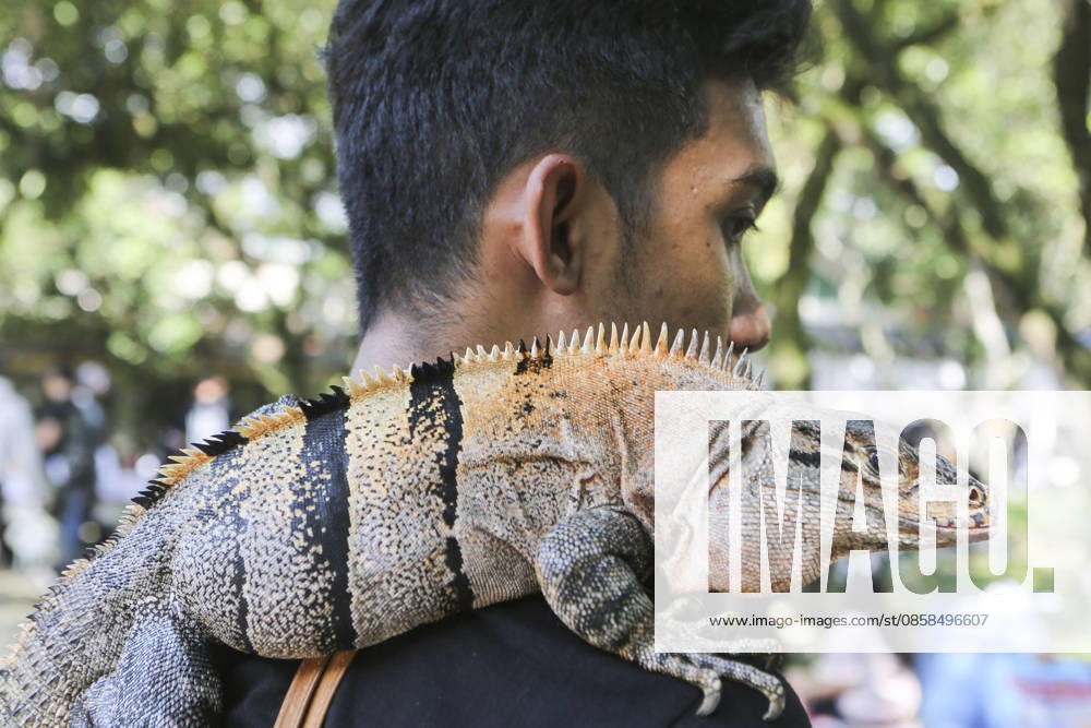 Iguana enthusiasts take part in reptile contest in Bogor BOGOR, INDONESIA - JUNE 6: A reptile enthusiast prepares an iguana for the Reptile Contest in Bogor, West Java, Indonesia, on June 6, 2026. The competition evaluated reptiles based on health, body proportions, color quality, and skin condition. Agoes Rudianto Anadolu Bogor Indonesia. Editorial use only. Please get in touch for any other usage.