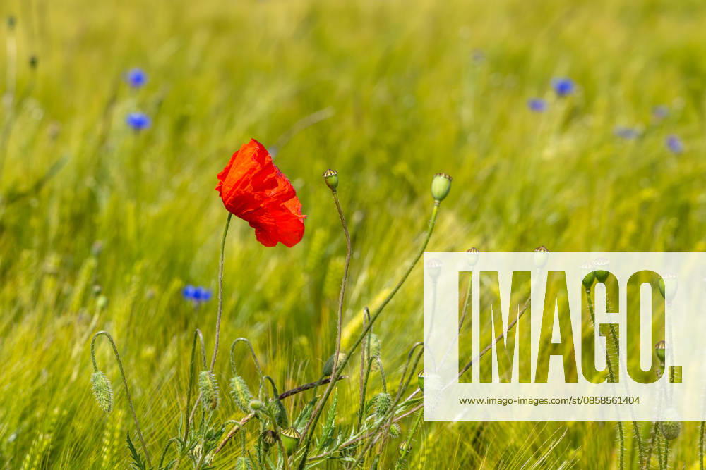 Friendly June weather The sun shines on blooming poppies in a field , Wehrheim Hessen Germany