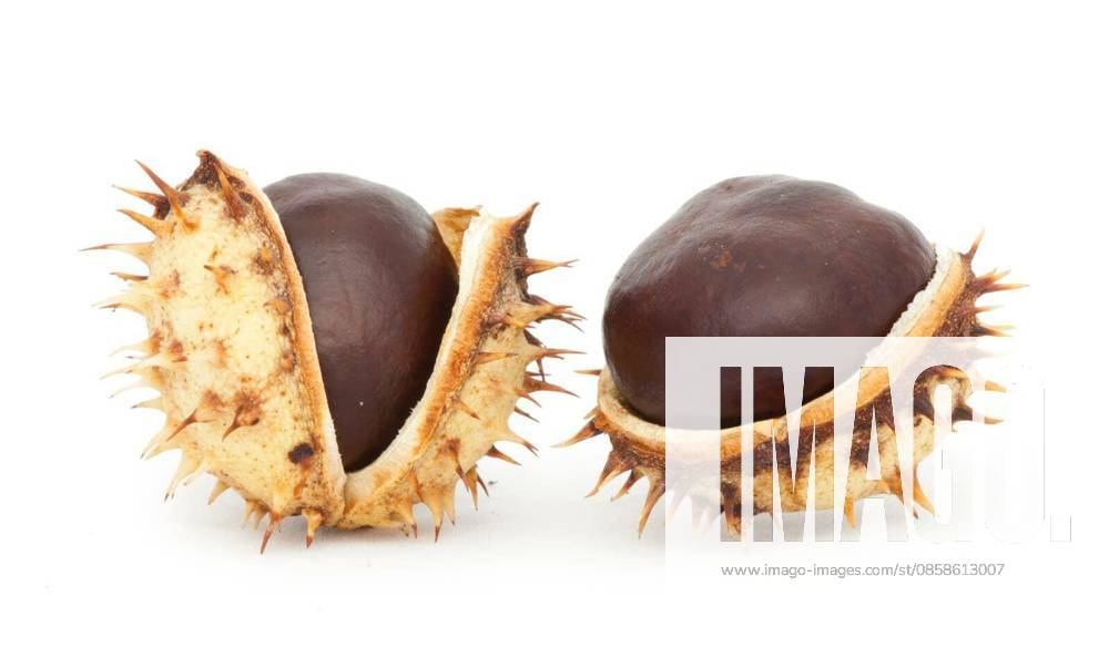 Chestnuts with shell white isolated