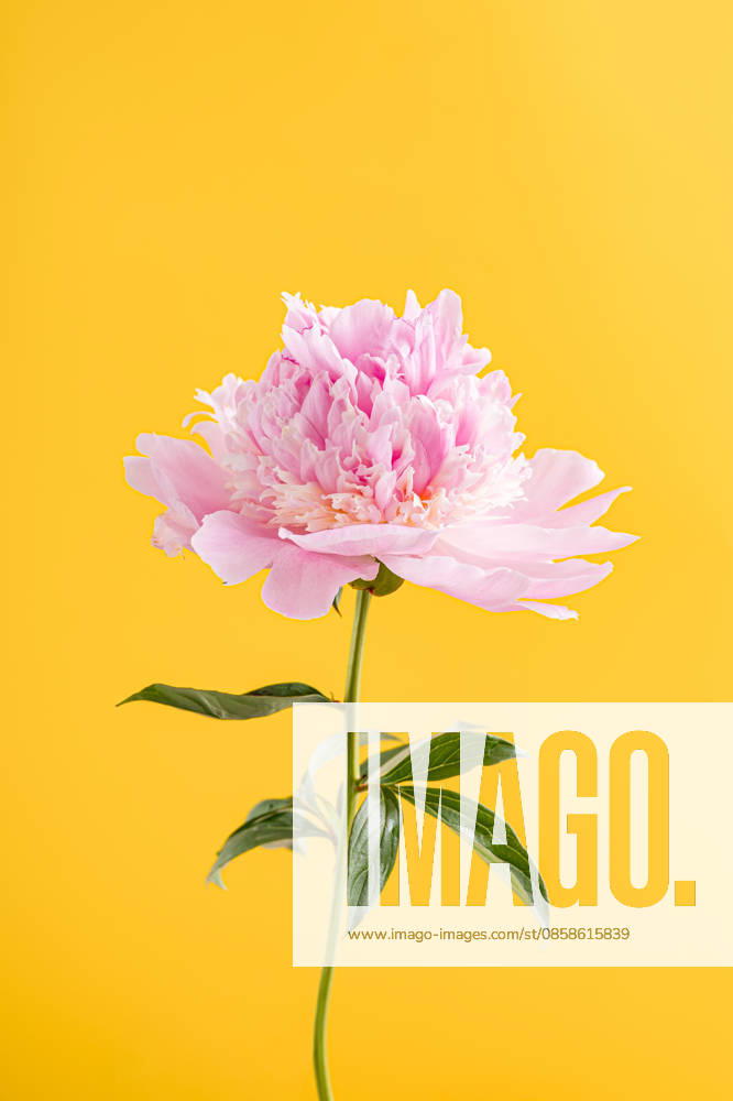 Bright pink peony flower on yellow background Bra?ov, Bra?ov, Romania CR_UUAB260603A-2044477-01