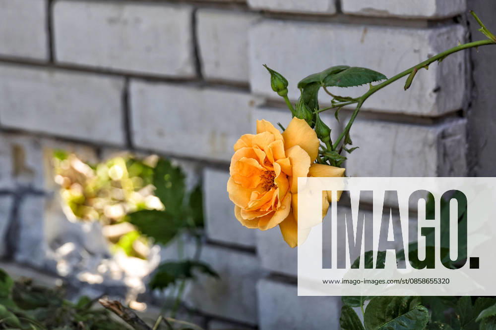A yellow garden rose grows outside a house, damaged by a Russian drone attack, Oleksandrivka village, Odesa region, Ukraine, June 8, 2026. (Photo by Nina Liashonok Ukrinform) Russian troops attack Odesa and region with drones