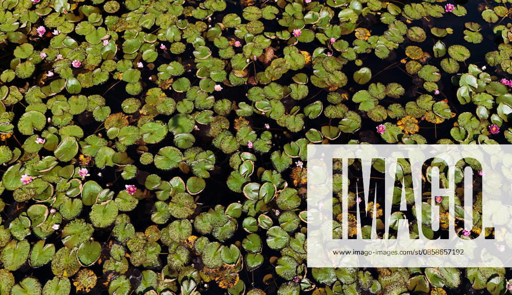 A summers day near Tutzing, Starnberg district Here the view of a pond with water lilies, water lily blossom, pond