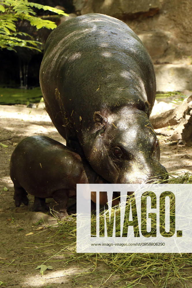 Pygmy hippos at a photo session on the occasion of the naming ceremony for the pygmy hippo cub Brötchen at Zoo Berlin Berlin, 10 06 2026 Foto:xA.xFuturexImagex meiklokjes_6606