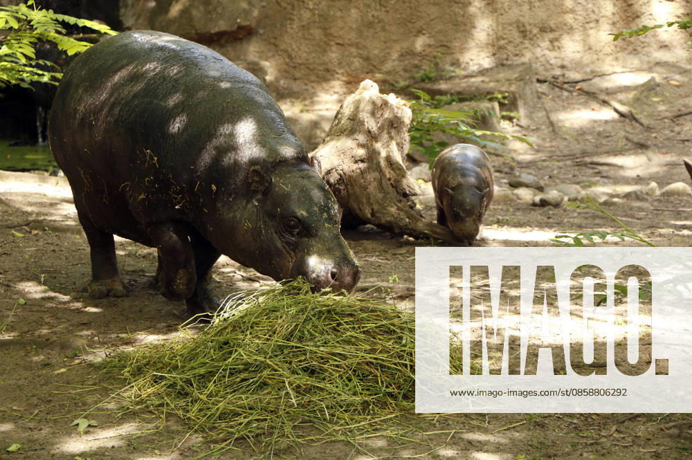 Pygmy hippos at a photo session on the occasion of the naming ceremony for the pygmy hippo cub Brötchen at Zoo Berlin Berlin, 10 06 2026 Foto:xA.xFuturexImagex meiklokjes_6607