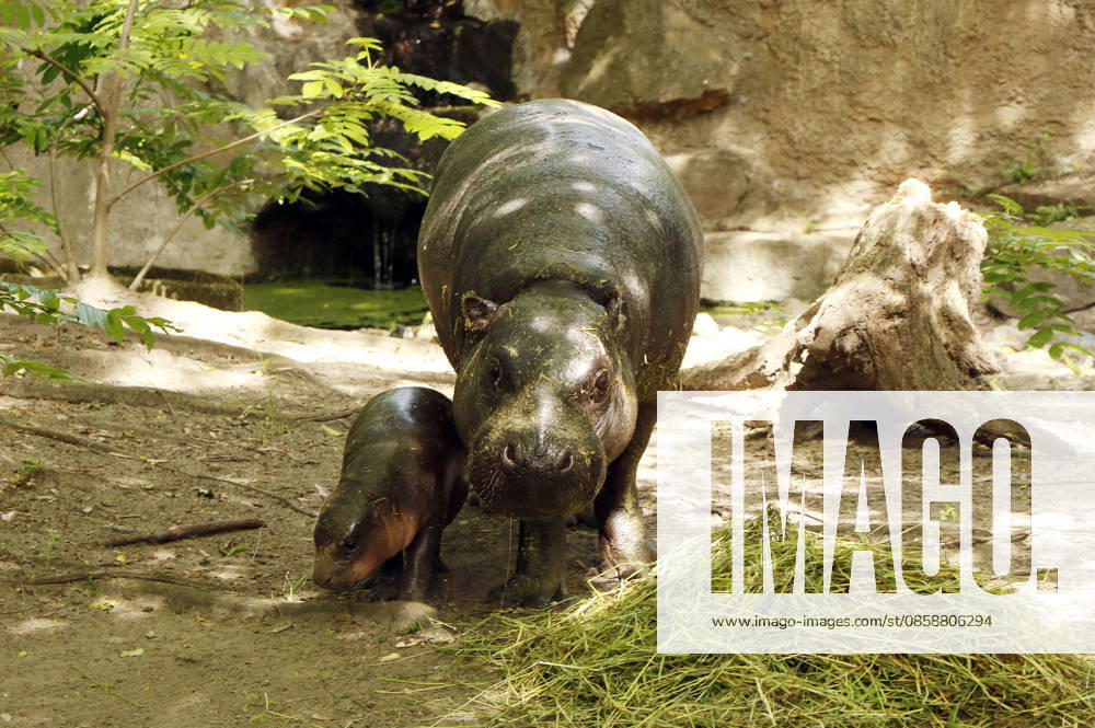 Pygmy hippos at a photo session on the occasion of the naming ceremony for the pygmy hippo cub Brötchen at Zoo Berlin Berlin, 10 06 2026 Foto:xA.xFuturexImagex meiklokjes_6608