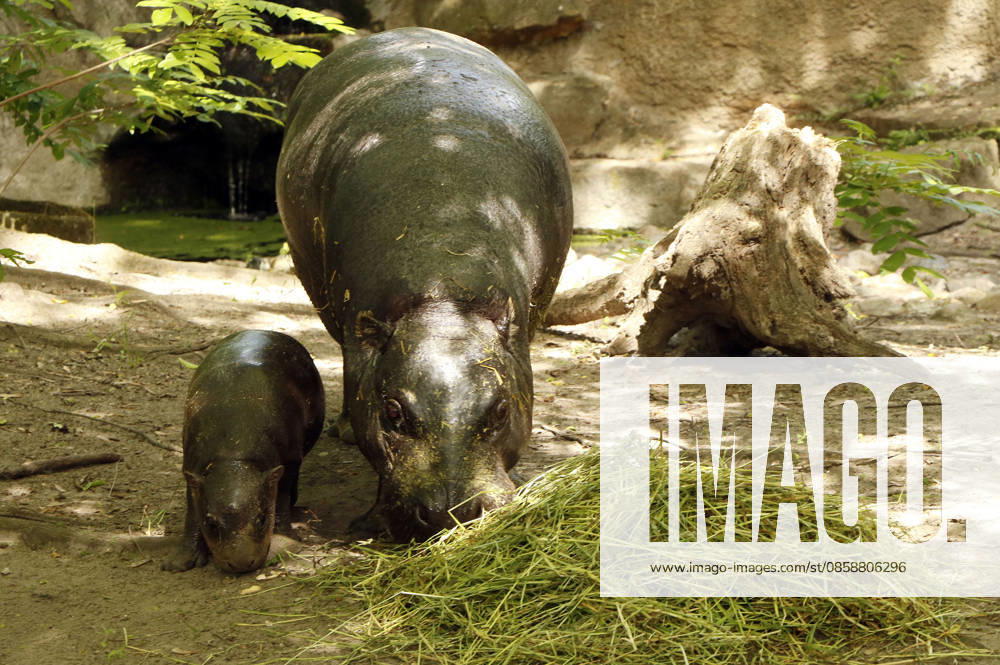 Pygmy hippos at a photo session on the occasion of the naming ceremony for the pygmy hippo cub Brötchen at Zoo Berlin Berlin, 10 06 2026 Foto:xA.xFuturexImagex meiklokjes_6609