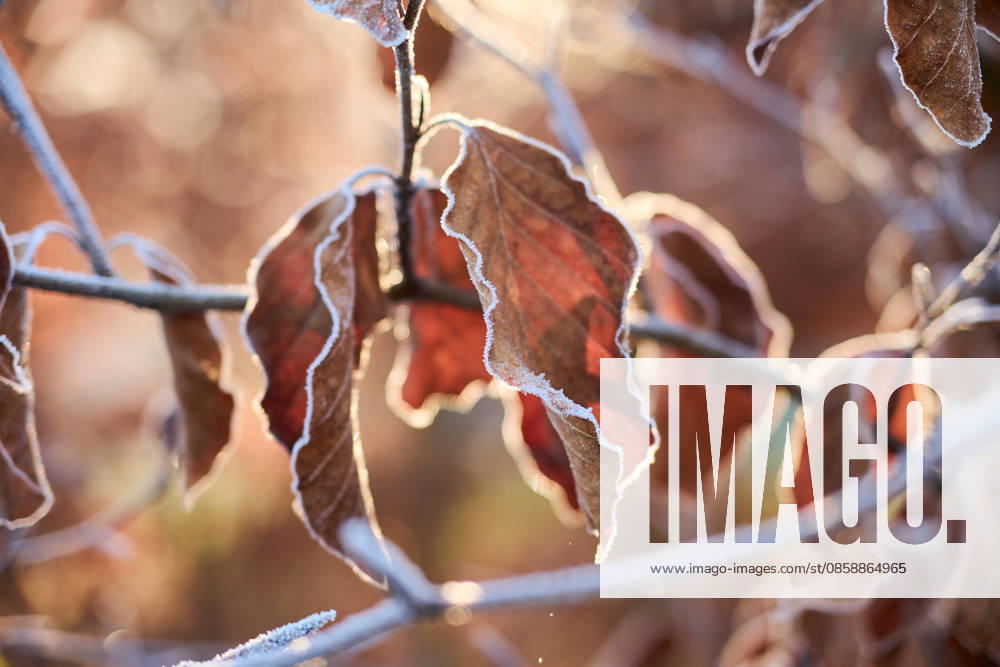 Mit Raureif überzogene braune Blätter an den Zweigen bei Sonnenaufgang Close-up of frost rimmed brown leaves clinging to thin branches in the early morning light. Soft golden backlight creates warm bokeh in the background while (License=RF)