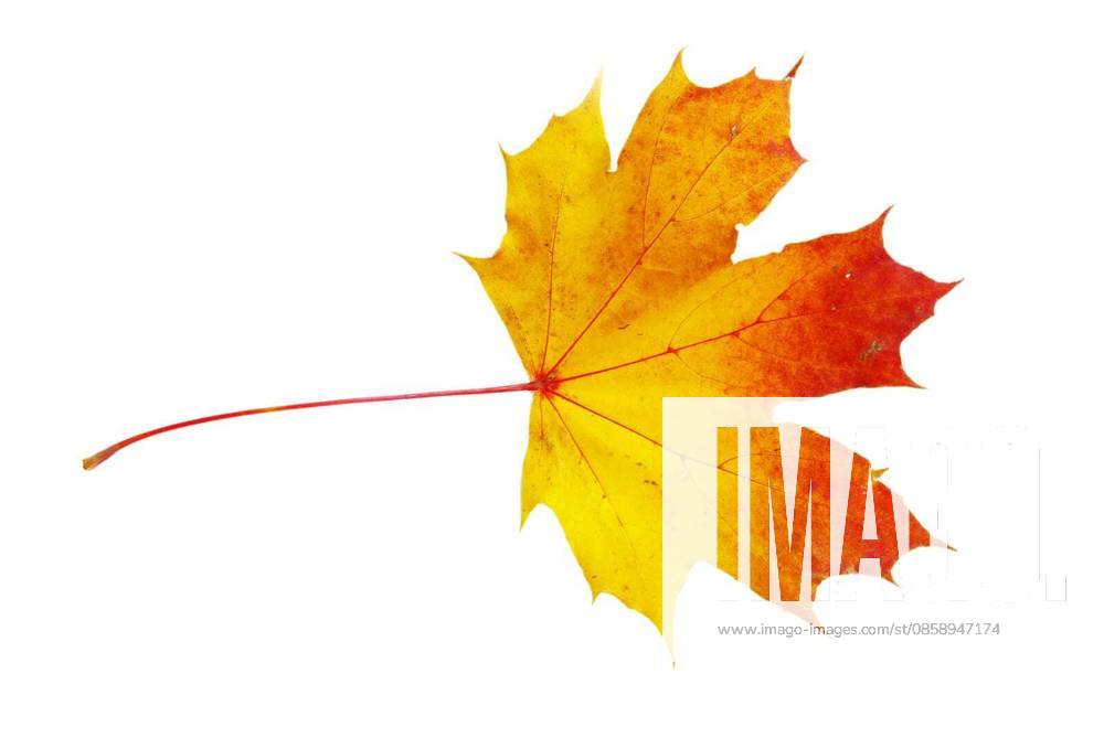 Autumn maple leaf isolated on white background