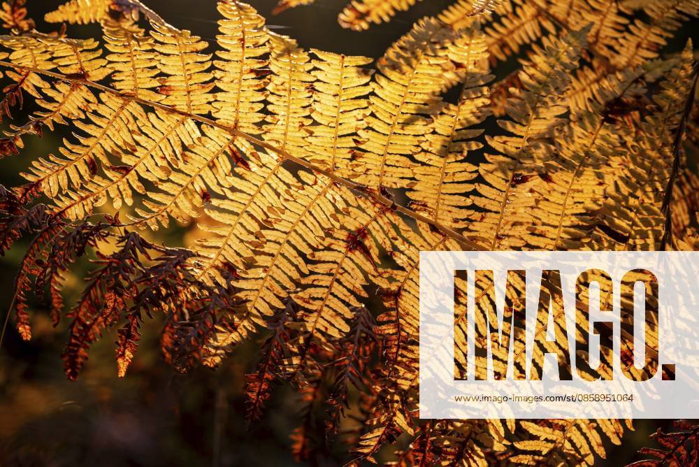 Herbstlicher Farnwedel im Gegenlicht leuchtet in goldenen und braunen Tönen, Deutschland Autumn fern frond in backlight glows in golden and brown tones, Germany