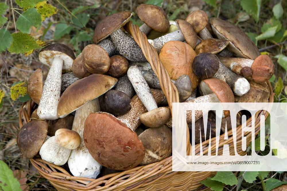 Gefüllter Korb mit frischen Herbstpilzen (Boletus scaber, aurantiacus, edulis) Full basket of fresh autumn mushrooms (Boletus scaber, aurantiacus, edulis)