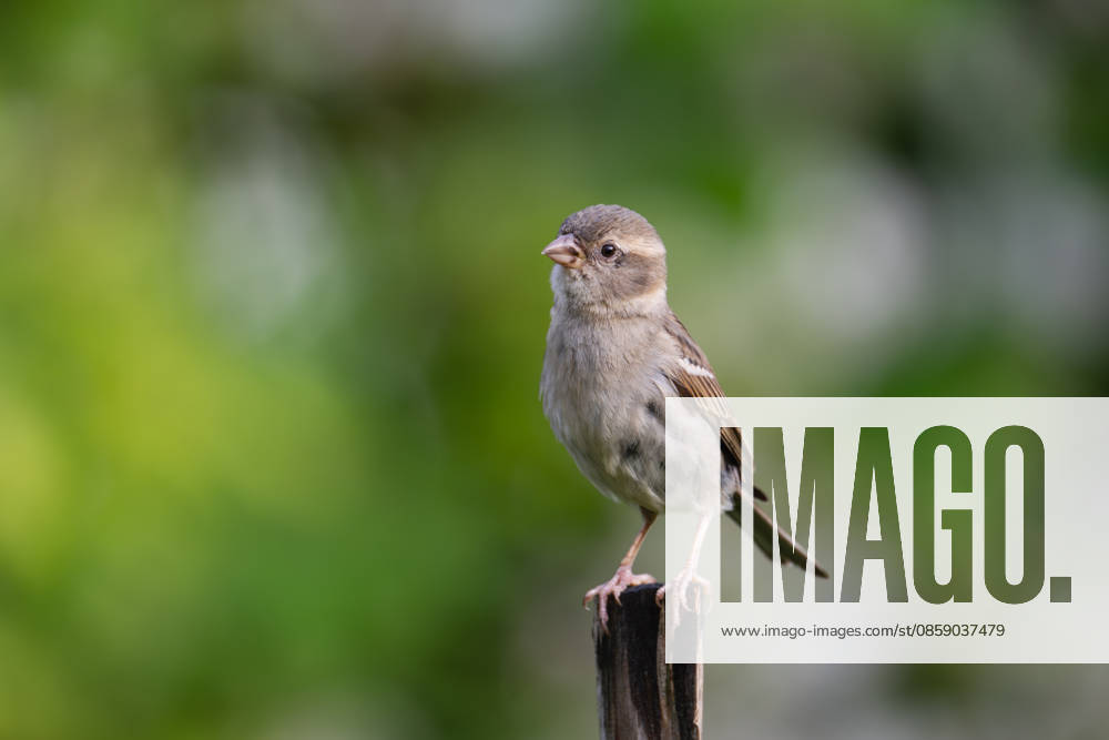 Female house sparrow sitting on garden plug at feeding place, garden, Wilnsdorf, Siegerland, North Rhine-Westphalia, Germany
