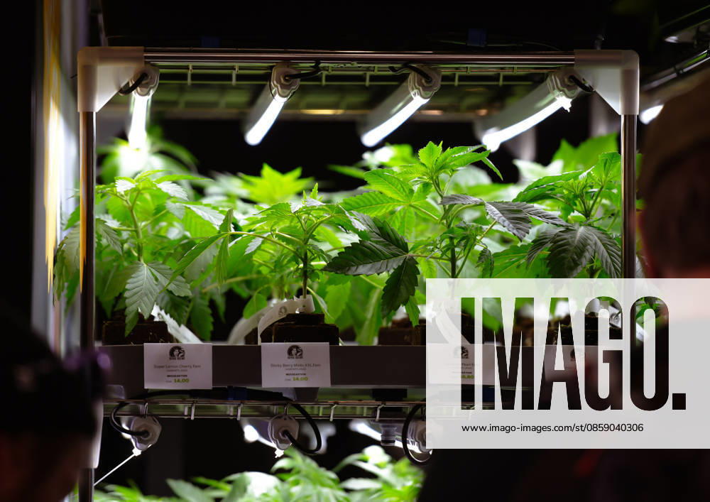 Entertainment, Mary Jane Berlin 2026 v l Cannabis young plants are exhibited in a lighted presentation shelf The event presents exhibitors from the cannabis, medicine, lifestyle and hemp products sectors Berlin Daniel Lakomski