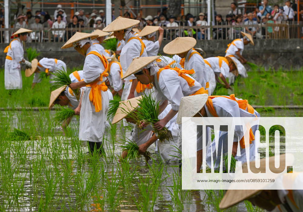 Osaka keeps centuries old Otaue Rice Festival alive OSAKA, JAPAN - JUNE 14: Local residents acting as ceremonial rice planters (kaeshi) wade through the muddy water of a sacred paddy field to plant blessed seedlings during the historic Otaue Rice Planting Festival (Otaue Shinji) at Sumiyoshi Taisha Shrine in southern Osaka, Japan, on June 14, 2026. The ancient agricultural ritual, officially designated as an Important Intangible Folk Cultural Property of Japan, reaches its dramatic climax as these community members manually plant the new crop while traditional musical, warrior, and theatrical performances are held simultaneously around the field to invoke a bountiful autumn harvest. Artur Widak Anadolu Osaka Japan. Editorial use only. P