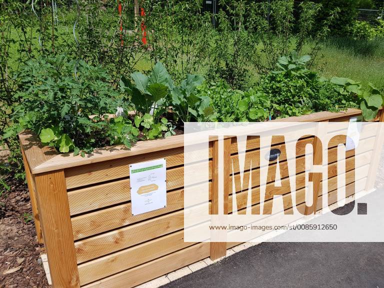 Raised bed of herbs Vegetables raised bed Herbs Vegetables