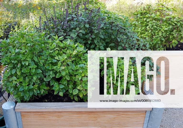 Raised bed of herbs Vegetables raised bed Herbs Vegetables