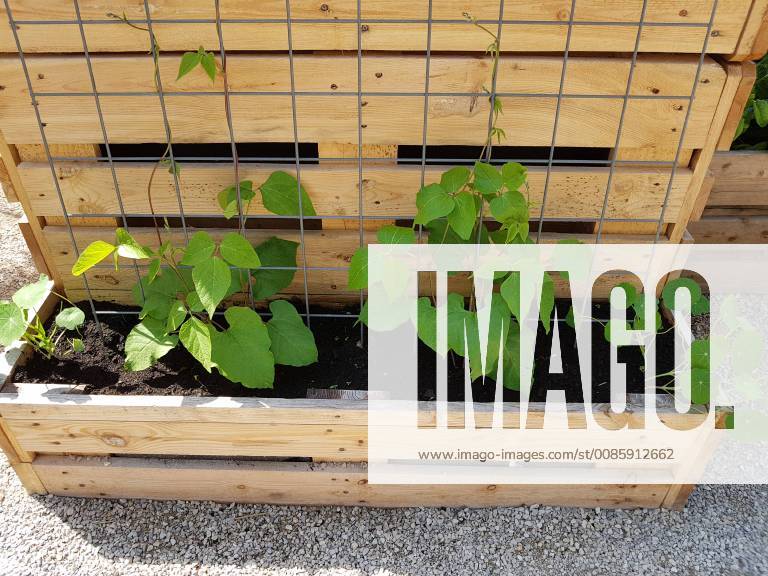 Raised bed of herbs Vegetables raised bed Herbs Vegetables