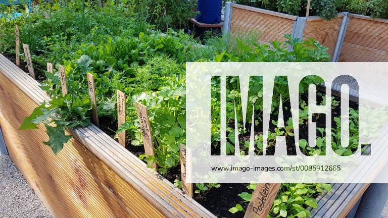 Raised bed of herbs Vegetables raised bed Herbs Vegetables