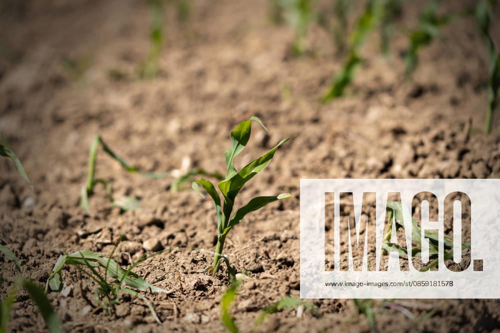 Bavaria, Germany June 14, 2026: Parched farmland and weakened young plants illustrate the consequences of drought and water scarcity. The image symbolizes climate change, crop failures, declining yields, and the strain that extreme weather conditions place on agriculture.