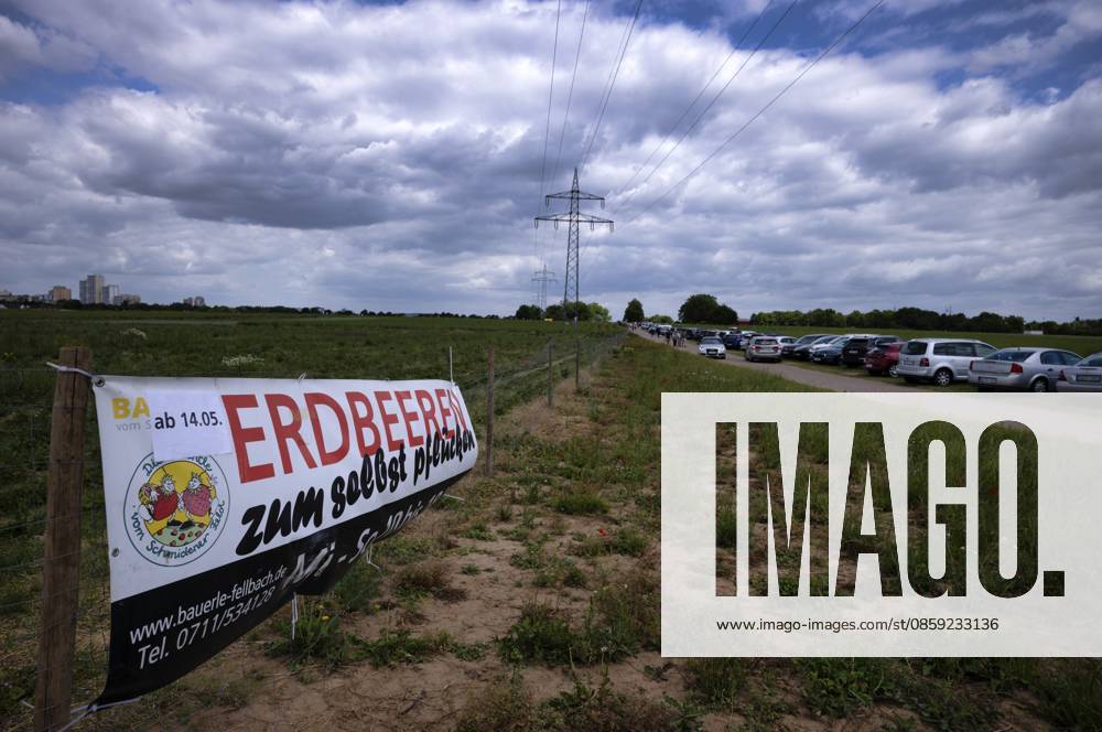 Schild Erdbeeren, Erdbeerfeld, für Selbstpflücker, zum selbst pflücken, Schmidener Feld, Firma Bauerle, großer Andrang, viele geparkte Fahrzeuge, Autos, Parkplatz, Fellbach, Baden-Württemberg, Deutschland Sign strawberries, strawberry field, for self-pickers, to pick yourself, Schmidener Feld, Bauerle company, big crowd, lots of parked vehicles, cars, parking lot, Fellbach, Baden-Württemberg, Germany