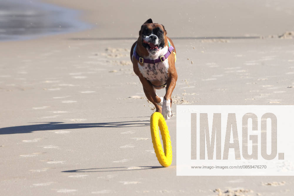 NINA, a Boxer dog, races across the sand while chasing and retrieving her yellow ring toy on Ipanema Beach in Rio de Janeiro, Brazil, on Thursday, June 18, 2026. The energetic dog kicked up sand as she darted along the shoreline during a sunny morning outing. Rio De Janeiro Brazil - ZUMAk251 20260618_znp_k251_005